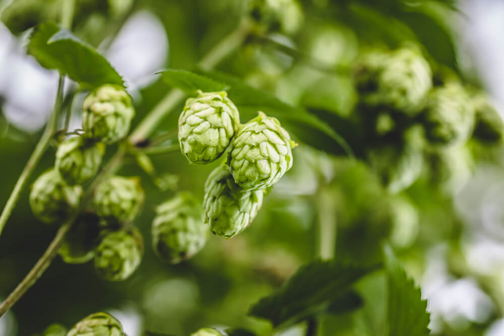 Where do beer hops come from?